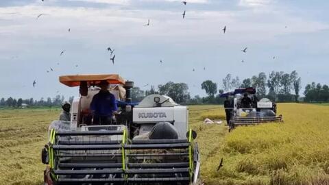 Cờ Đỏ nhân rộng mô hình sản xuất nông nghiệp hiệu quả 