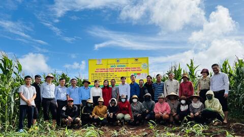 Hiệu quả cao từ mô hình tuần hoàn trồng ngô sinh khối