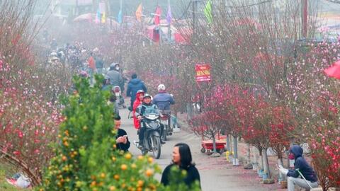 Hà Nội tổ chức 83 chợ hoa phục vụ Tết Nguyên đán