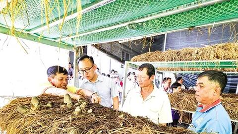 Sử dụng rơm hiệu quả theo hướng nông nghiệp tuần hoàn 