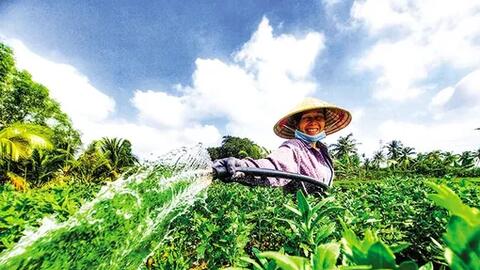 Nhà vườn tất bật chăm sóc hoa Tết 