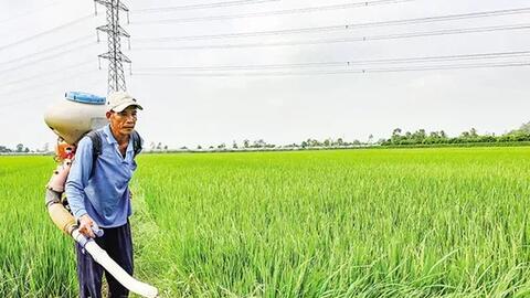 Triển vọng lúa đông xuân bán được giá cao 