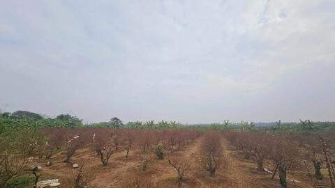 Làng hoa, cây cảnh Phú Xuyên sôi động dịp Tết Giáp Thìn 2024