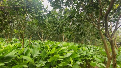 Làng “hái lá đếm tiền” bận rộn vào Tết