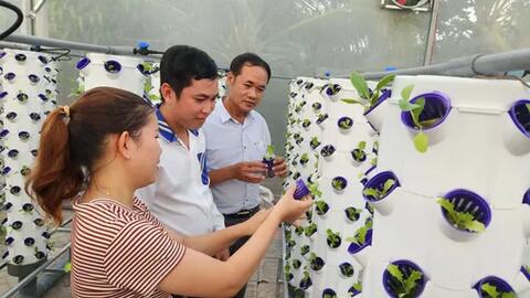 Cái Răng đưa nông nghiệp đô thị chuyển biến về chất 