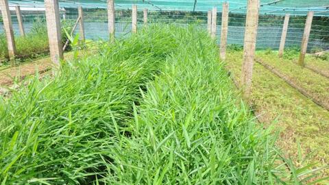 Quảng Nam triển khai dự án bảo tồn gen cây dược liệu quý hiếm