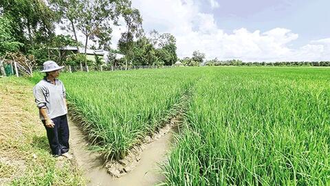 Chủ động các giải pháp sản xuất lúa thu đông thắng lợi 