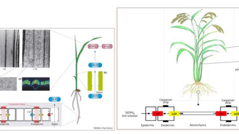 Tác động của phân bón chứa Silic đến sinh trưởng, năng suất cây lúa
