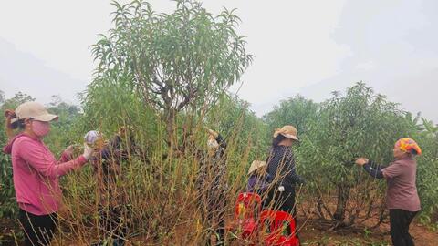 Nhộn nhịp làng hoa Hồng Thái