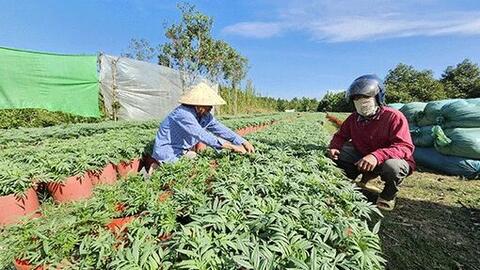 Lượng hoa kiểng nông dân chuẩn bị phục vụ Tết Nguyên đán 2025 giảm 