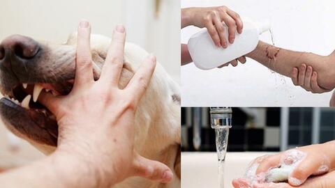 Chủ động các biện pháp phòng chống bệnh dại trong dịp Tết Nguyên đán