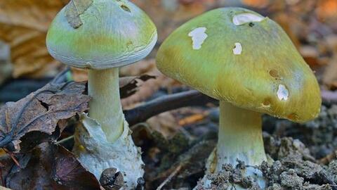 Nhiều trường hợp tử vong do ngộ độc nấm, côn trùng, so biển...