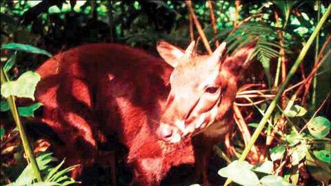 Huế nhận viện trợ hơn 3 tỷ đồng bảo vệ loài sao la