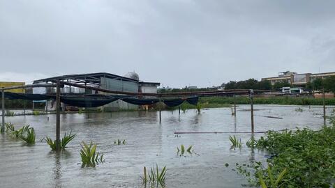 Đà Nẵng: Nông dân đội mưa, lội nước mót rau trong lũ