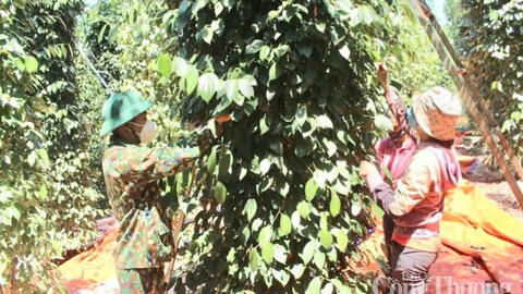 Giá tiêu hôm nay 2/7/2025: trong nước duy trì đà tăng cao