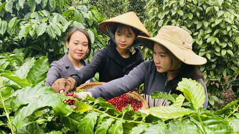 Dự báo giá cà phê ngày mai 4/7/2025, trong nước tiếp đà giảm nhẹ