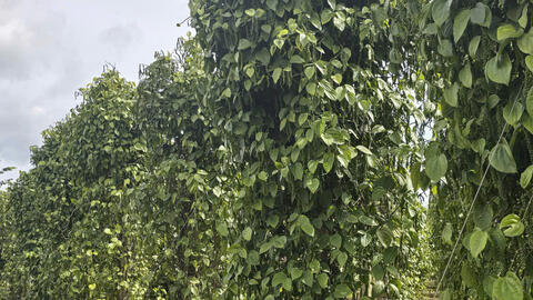 Giá tiêu hôm nay 14/7/2025: Thị trường duy trì ổn định và 'giằng co'