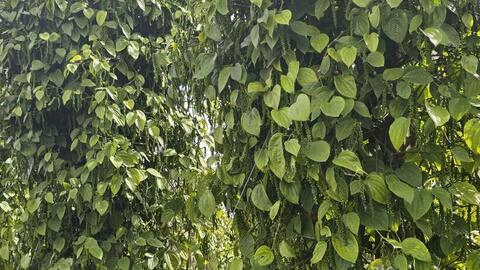 Giá tiêu hôm nay 15/7/2025: Trong nước cao nhất 140.000 đồng/kg