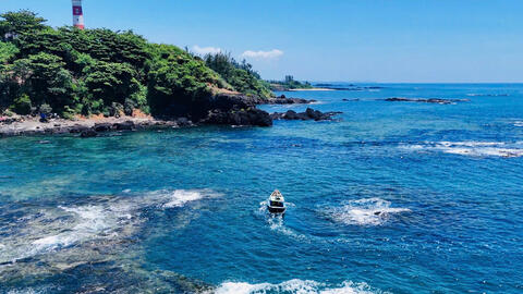 Ngư dân Quảng Ngãi săn 'nhân sâm biển', kiếm tiền triệu mỗi ngày