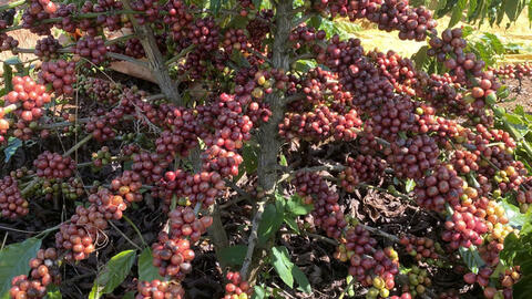 Giá cà phê hôm nay 17/7/2025: Xu hướng thế giới tăng trở lại