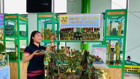 Đà Nẵng tổ chức Lễ hội sâm Ngọc Linh lần thứ VII