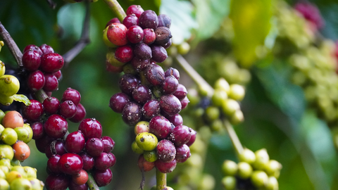 Giá cà phê hôm nay 23/7/2025: Thế giới tăng cao, trong nước giảm