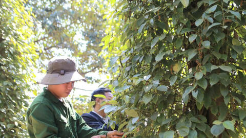 Giá tiêu hôm nay 29/7/2025: Trong nước bình ổn ở ngưỡng cao