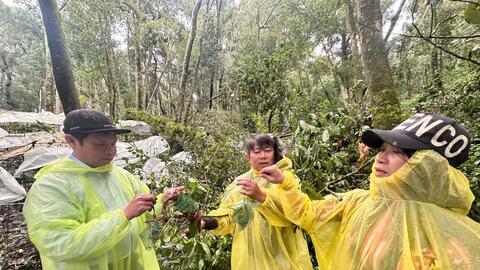 Quảng Ngãi: Hơn 5.000 cây sâm Ngọc Linh bị hư hại do mưa lớn