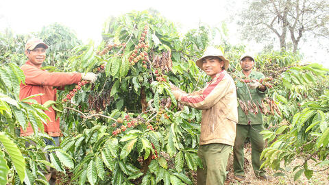 Cà phê Gia Lai ‘khoác áo’ đặc sản, vươn mình ra thế giới