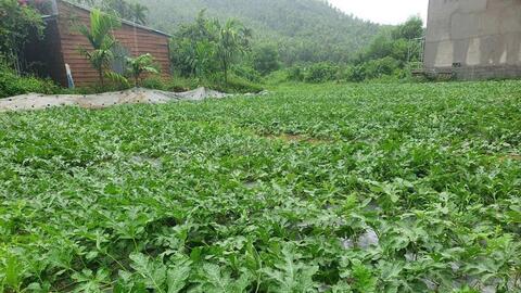 Đà Nẵng: Tiêu thụ hơn 25 tấn dưa Trường Định 'chạy bão'