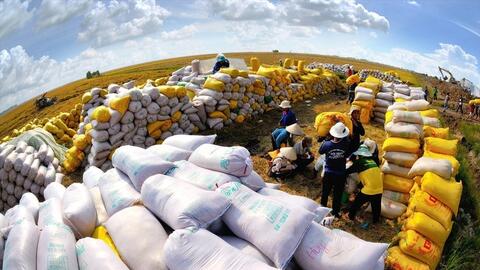 Gạo Việt vươn tầm thế giới: Thương hiệu mạnh cần lá chắn bảo hộ