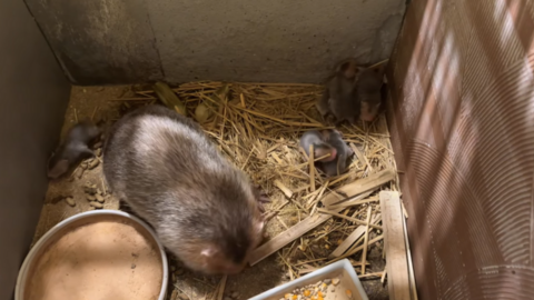 Mô hình nuôi dúi mở lối giúp nông dân miền núi thoát nghèo bền vững