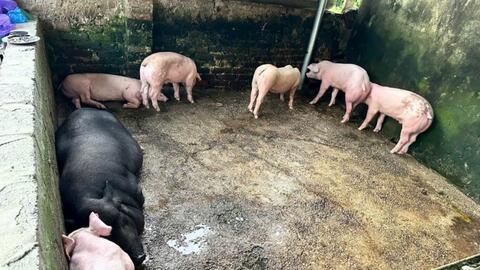 Ngăn chặn vụ vận chuyển lợn bệnh bán cho người tiêu dùng