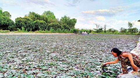 Phát triển các mô hình sản xuất mùa lũ 