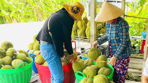 Cần Thơ: Thúc đẩy nông nghiệp chuyên canh hướng đến xuất khẩu bền vững