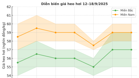 Vì sao giá heo hơi giữa hai miền chênh lệch kéo dài?