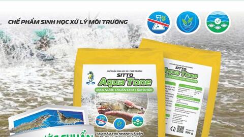 Màu nước chuẩn - Giải pháp bền vững cho ao tôm khoẻ