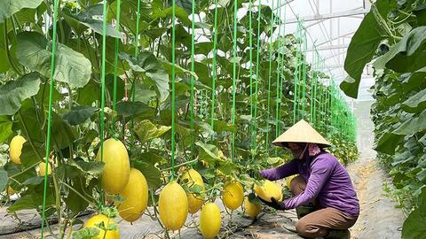 Quảng Trị: Xây dựng nông nghiệp theo chuỗi liên kết, thân thiện với môi trường