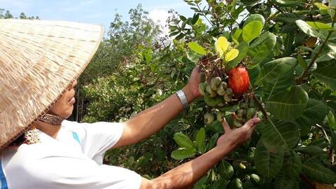 Hạt điều Hoàng Phú: Lực đẩy phát triển kinh tế cho đồng bào dân tộc