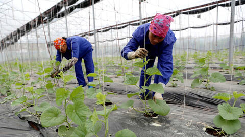 Chuyển đổi số: Đòn bẩy nâng cao giá trị nông sản, cải thiện thu nhập