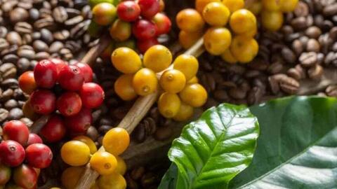 Ảnh hưởng của thời tiết khiến giá cà phê thế giới đồng loạt tăng