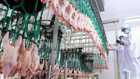 Xuất khẩu sản phẩm chăn nuôi Việt Nam dự kiến vượt 600 triệu USD