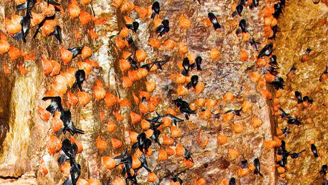 Khánh Hòa bảo tồn và phát triển bền vững quần thể chim yến gắn với biển