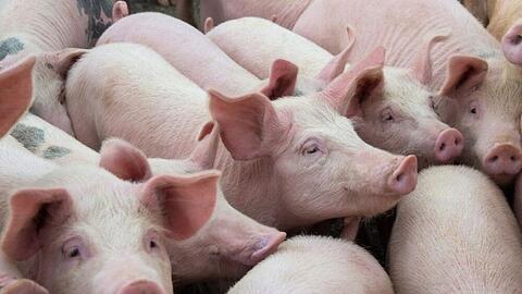 Giá heo hơi hôm nay 10/11/2025: Phiên đầu tuần lặng sóng