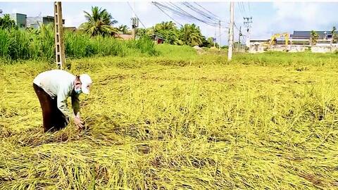 Vĩnh Long: Lúa thu đông nguy cơ mất mùa do triều cường, mưa lớn