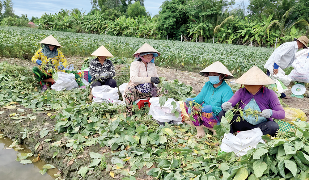 Sản xuất nông nghiệp bằng công nghệ chỉnh sửa gen - CẦN CƠ CHẾ QUẢN LÝ RÕ RÀNG, PHÙ HỢP 