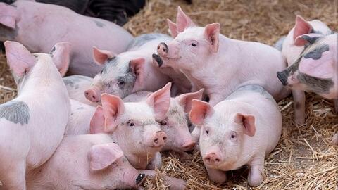 Giá heo hơi hôm nay 11/11/2025: Đồng loạt giảm 1.000 đồng/kg