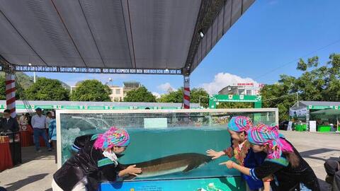 Cá tầm 50kg trưng bày hút khách tại Ngày hội sản phẩm miền núi