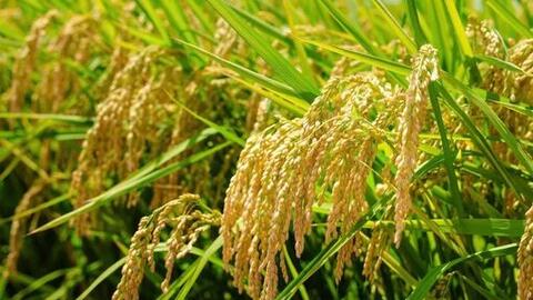 ĐBSCL đối mặt nhiều nguy cơ dịch hại vụ Thu Đông 