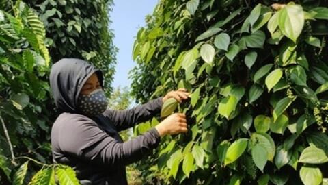 Giá tiêu hôm nay 20/11/2025: Neo ở mức cao